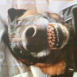 Photo for 157005 [ROCKY]