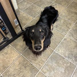 Photo for 157064 [Ralphie]