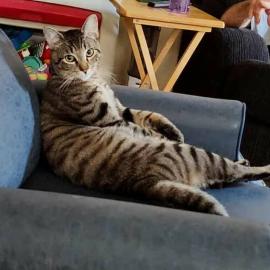 Photo for 157107 [Loki]