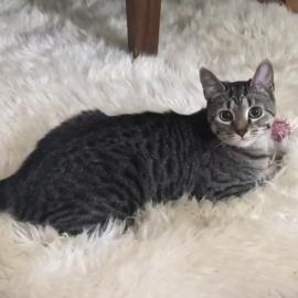 Photo for 157118 [Pele]