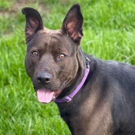 Photo for 157136 [Bette Davis]