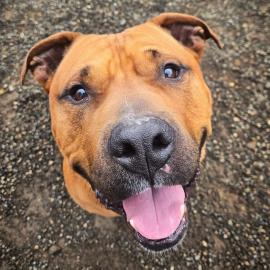 Photo for 157193 [Trap]