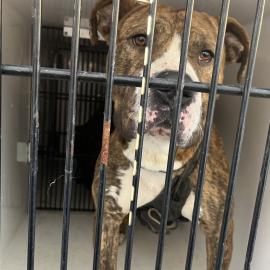 Photo for 157201 [Goliath]