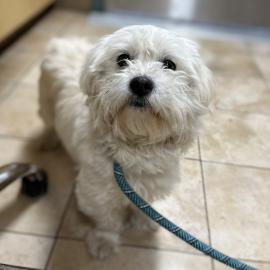 Photo for 157207 [Prince Charming]