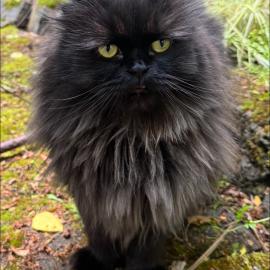 Photo for 157209 [Toby]