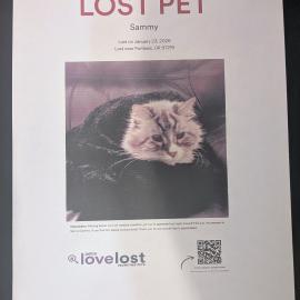 Photo for 157220 [Sammy/ Sam]