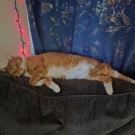 Photo for 157250 [Mikey]