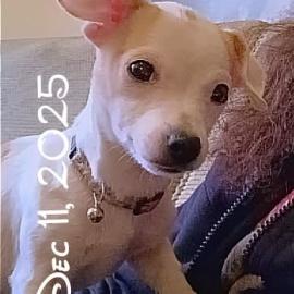 Photo for 157273 [Lil Bit]