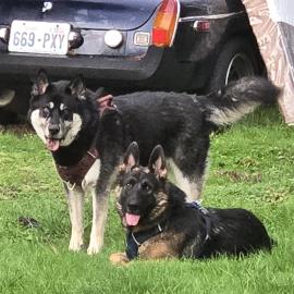 Photo for 157289 [Ladoo]