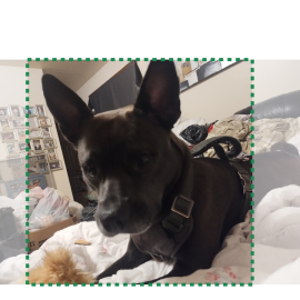 Photo for 157308 [Sissy]