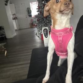 Photo for 157354 [Princess]