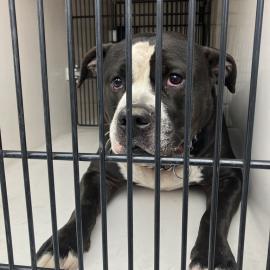 Photo for 157370 [Snoopy]