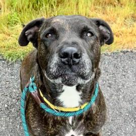 Photo for 157522 [Chance]