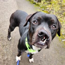 Photo for 157524 [Clifford]