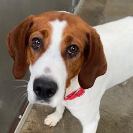 Photo for 157620 [Rudolph]