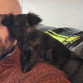 Photo for 157647 [Rosco]