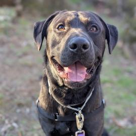 Photo for 157653 [Sir Lunch-A-Lot]