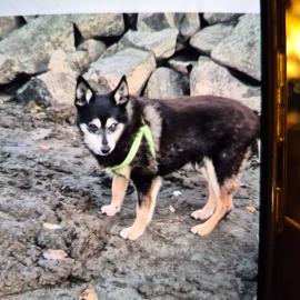 Photo for 157671 [Felix]