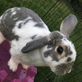 Photo for 157677 [Kirby]