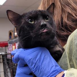 Photo for 157738 [Prince]