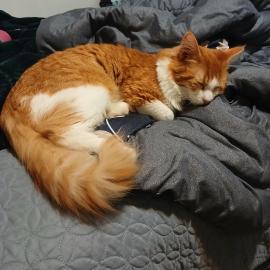 Photo for 157796 [Sunshine]