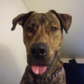 Photo for 157806 [Bubba ]