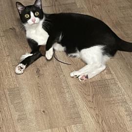 Photo for 157818 [Puck]