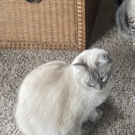 Photo for 157987 [Deva]