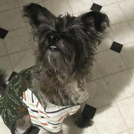 Photo for 158012 [Harry]