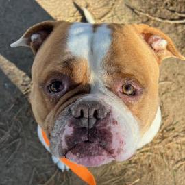 Photo for 158072 [Champ]