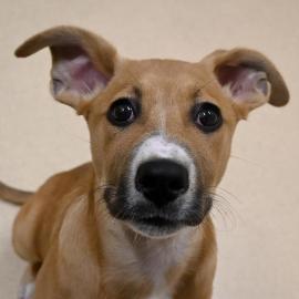 Photo for 158081 [384296]