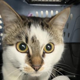 Photo for 158088 [384301]