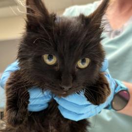 Photo for 158092 [Frankie]