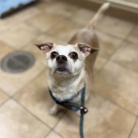 Photo for 158108 [Toby]