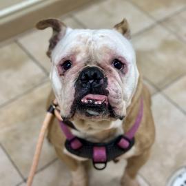 Photo for 158126 [Lulu]