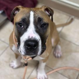 Photo for 158143 [Dukes]