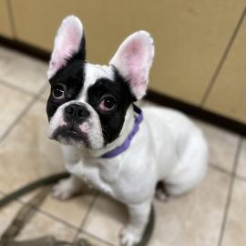 Photo for 158157 [Charlotte]