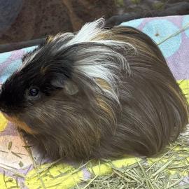 Photo for 158159 [384339]