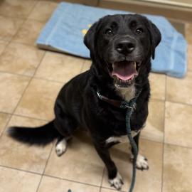 Photo for 158168 [Rooster]