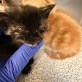 Photo for 158214 [384563]