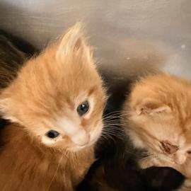 Photo for 158216 [384564]