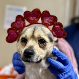 Photo for 158230 [384592]