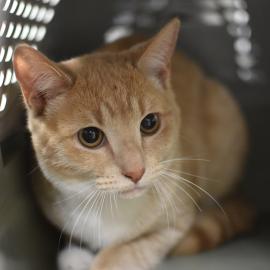 Photo for 158237 [fr158237]