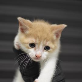 Photo for 158239 [fr158239]