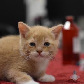 Photo for 158241 [fr158241]