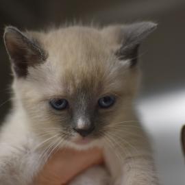 Photo for 158243 [fr158243]