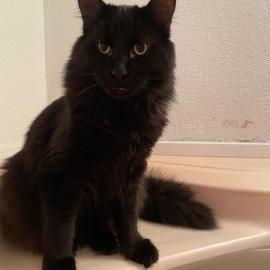 Photo for 158247 [Draco]