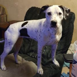 Photo for 158255 [Daisy]