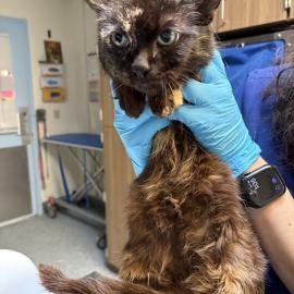 Photo for 158381 [384875]