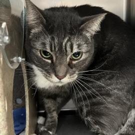 Photo for 158383 [Comet]